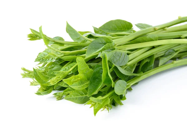 Malabar Spinach Ceylon Spinach Isolated White — Stock Photo, Image