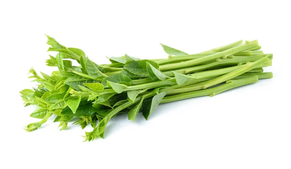 Malabar Spinach Ceylon Spinach Isolated White — Stock Photo, Image