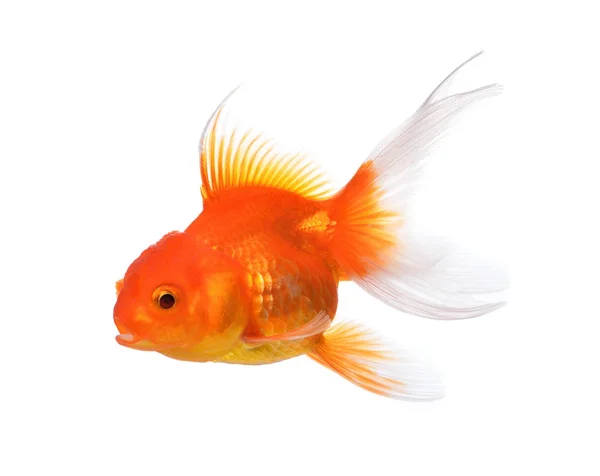 Gold Fish Isolated White Background Royalty Free Stock Images