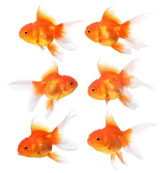 Gold Fish Isolated White Background Royalty Free Stock Photos