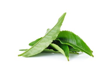 Beyaz arkaplanda yeşil çay yaprağı izole