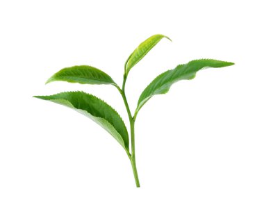 Beyaz arkaplanda yeşil çay yaprağı izole