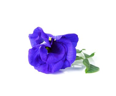 Kelebek Bezelyesi beyaz arkaplanda izole