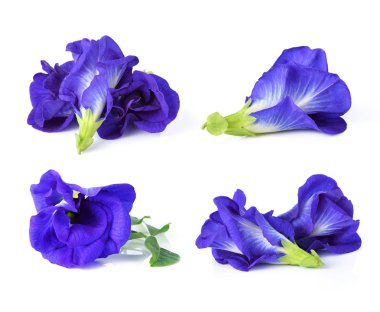 Kelebek Bezelyesi beyaz arkaplanda izole