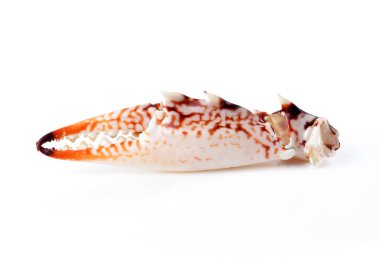 Beyaz arka plan üzerinde izole Yengeç pençesi