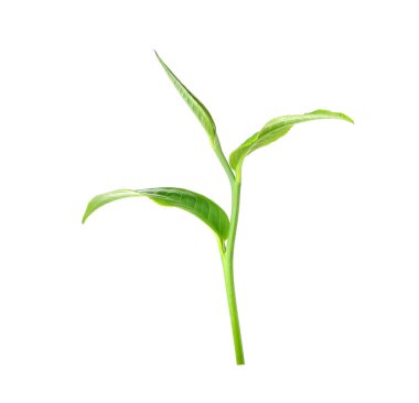 Beyaz arkaplanda yeşil çay yaprağı izole