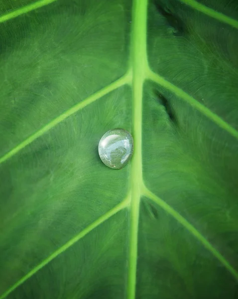 Water Drop Green Leaves — Stock Photo, Image