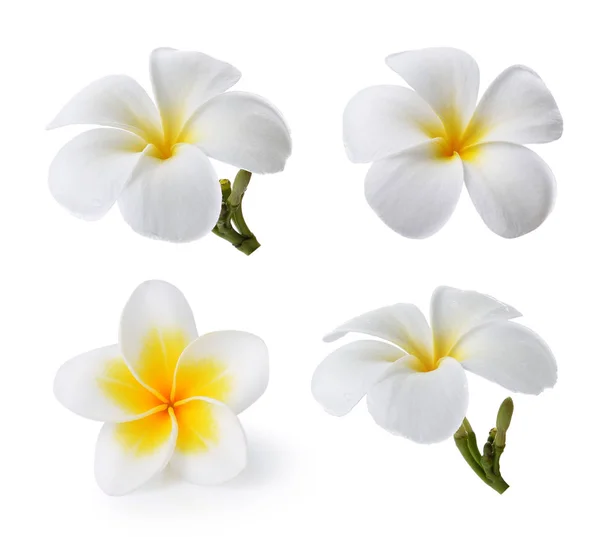 Beyaz Arka Plan Üzerinde Izole Tropikal Çiçek Frangipani Plumeria — Stok fotoğraf