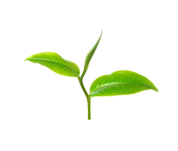 Zelený Čaj List Izolované Bílém Pozadí — Stock fotografie