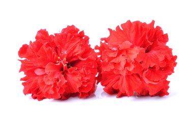 kırmızı amber çiçeği beyaz arkaplanda izole edildi