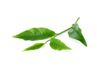 Beyaz arkaplanda yeşil çay yaprağı izole