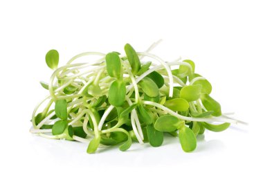 yeşil genç ayçiçeği filizleri beyaz arka planda izole edilmiş.