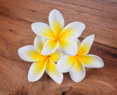 Frangipani çiçek ahşap arka plan üzerinde