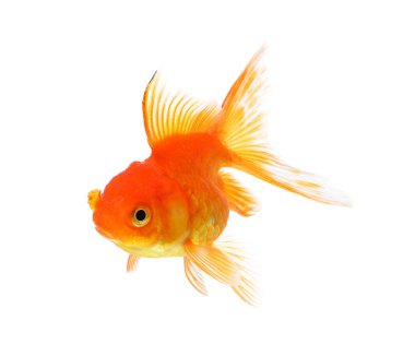 Beyaz arka planda izole edilmiş altın balık.