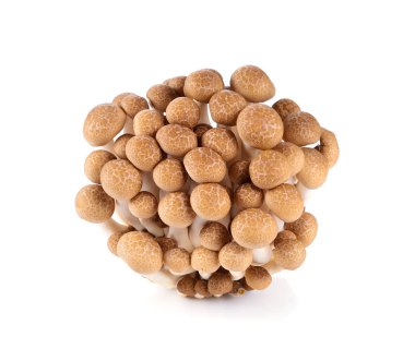 Beyaz arka plan üzerinde izole kahverengi kayın mantar