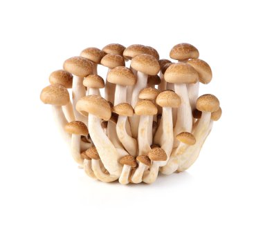brown beech mushroom isolated on white background clipart
