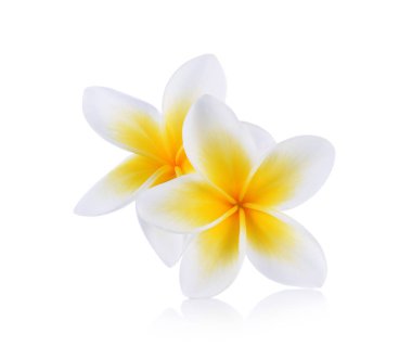 Beyaz arka plan üzerinde izole tropikal çiçek frangipani (plumeria)