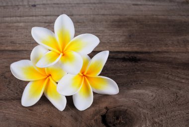 Frangipani çiçek ahşap arka plan üzerinde