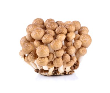 Beyaz arka plan üzerinde izole kahverengi kayın mantar