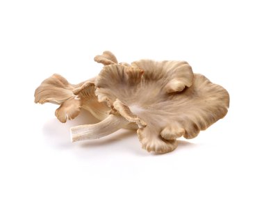 Beyaz arka planda istiridye mantarı