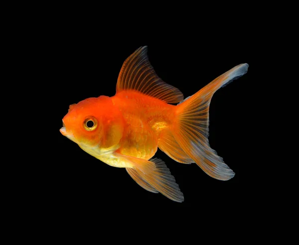 Peixe Dourado Isolado Sobre Fundo Preto — Fotografia de Stock