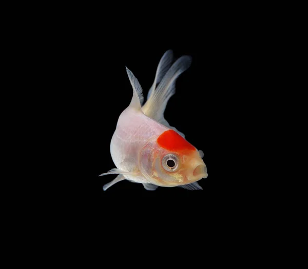 Peixe Dourado Isolado Sobre Fundo Preto — Fotografia de Stock