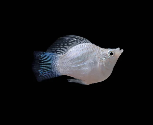 Fish Isolated Black Background — Stock Photo, Image