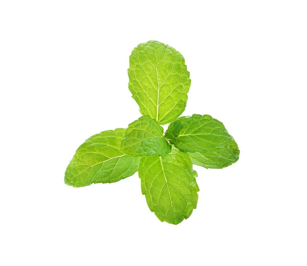 Fresh Mint Isolated White Background — Stock Photo, Image