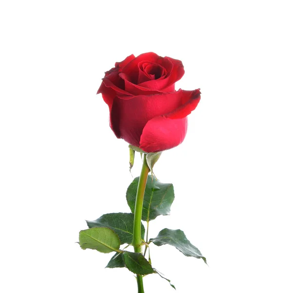 Single red Rose lying down — Stock Photo © russbucks #3217836