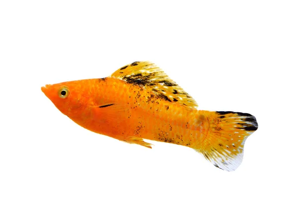 白で隔離される金の魚 — ストック写真