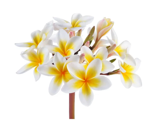 Beyaz Arka Plan Üzerinde Izole Tropikal Çiçek Frangipani Plumeria — Stok fotoğraf