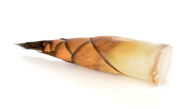 Beyaz arka planda bambu filizleri