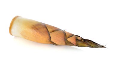 Beyaz arka planda bambu filizleri