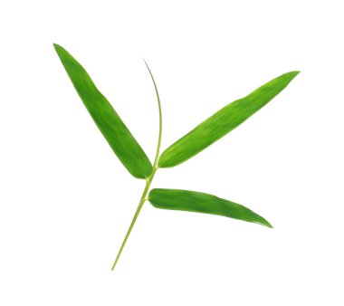 Beyaz arka planda yeşil bambu yaprakları