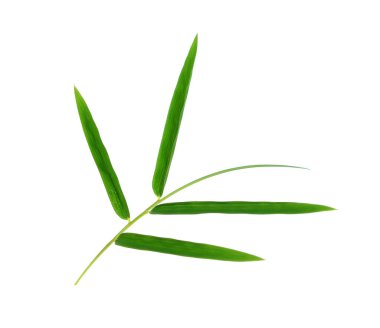 Beyaz arka planda yeşil bambu yaprakları