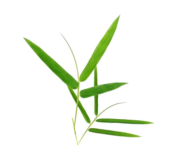 Green Bamboo Leaves White Background — Stock Photo, Image