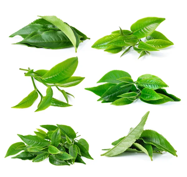 Beyaz arkaplanda yeşil çay yaprağı izole