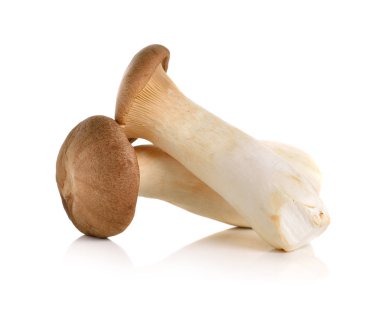 king oyster mushroom on white Background clipart