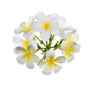 Frangipani çiçeği izole edilmiş beyaz arkaplan
