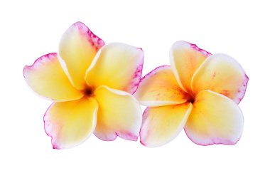 Beyaz arkaplanda izole Frangipani çiçeği
