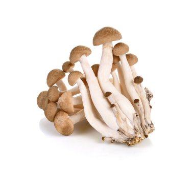 Kahverengi kayın mantarı beyazda izole.