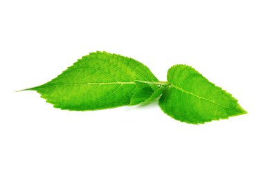 Beyaz arkaplanda yeşil yaprak