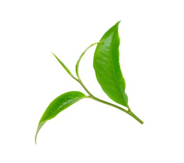 Beyaz arkaplanda yeşil çay yaprağı izole