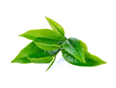 Beyaz arkaplanda yeşil çay yaprağı izole