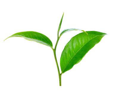 Beyaz arkaplanda izole çay yaprağı