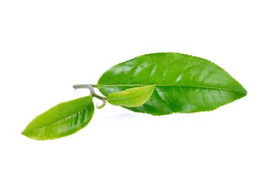 Beyaz arkaplanda izole çay yaprağı