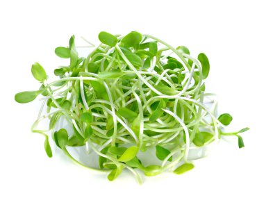 yeşil genç ayçiçeği filizleri beyaz arka planda izole edilmiş.