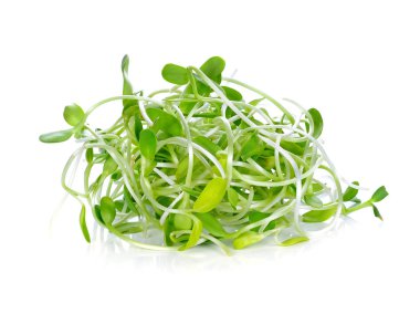 yeşil genç ayçiçeği filizleri beyaz arka planda izole edilmiş.