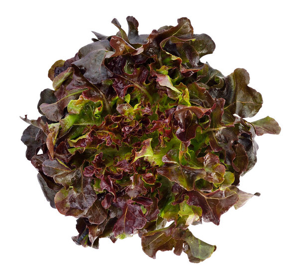Red lettuce, Red oak leaf on a white background, Salad vegetable