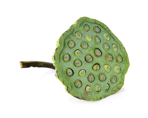 Lotus seeds green isolated on white.